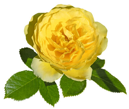 Rose jaune	