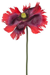 poppy flower isolated