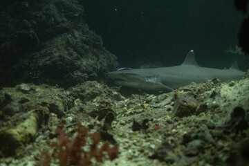 Frogfish 1