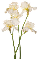 iris flower isolated