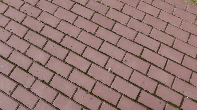 red bricks and moss. moss on tiles. paving slabs and moss. Pavement red tiles with green moss background on sunny day. moss between the paving slabs on the walkway. 4k video