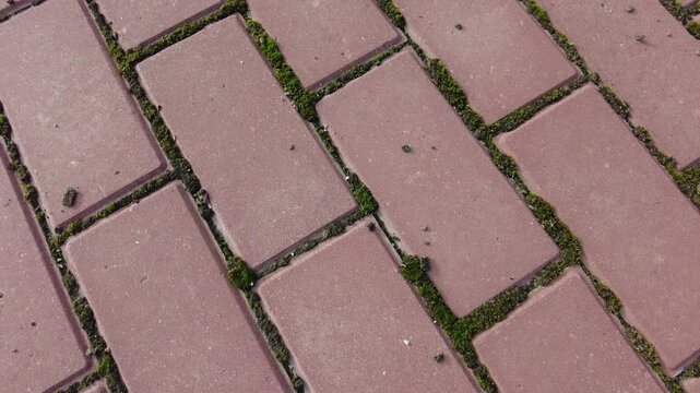 red bricks and moss. moss on tiles. paving slabs and moss. Pavement red tiles with green moss background on sunny day. moss between the paving slabs on the walkway. 4k video