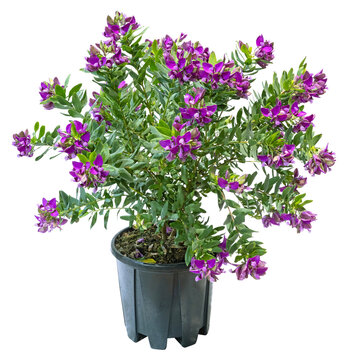 Polygala myrtifolia en pot