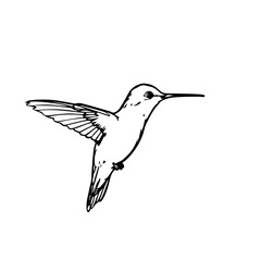 Hummingbird flying in a minimalist black and white illustration  