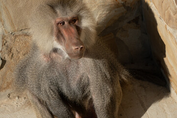 Baboon, Zoo, Habitat - A baboon sits inside a rocky enclosure at a zoo.