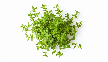 Harvesting fresh thyme a culinary delight from nature's garden herbs and spices kitchen setting vibrant greenery top-down view culinary inspiration