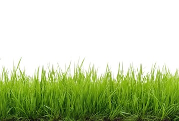 Obraz premium Linear grass simplicity. A single row of vibrant grass blades on white. Applications: text overlays in posters, website headers, or plant biology visuals. 