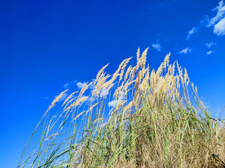 Obraz premium Brushes dry feather grass swaying wind on background of blue sky in the field