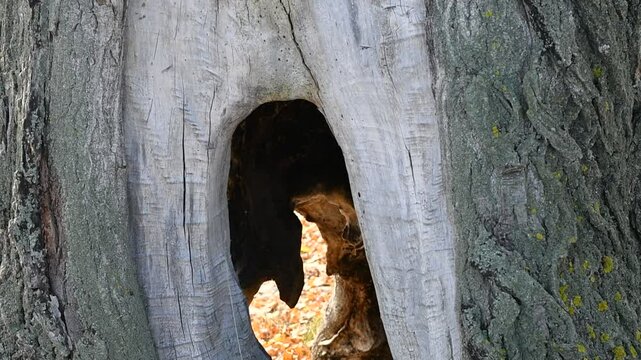 wood texture. wood grain texture. tree bark.