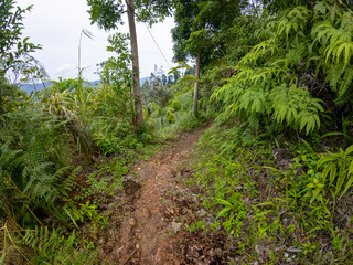 Scenic Forest Pathway Through Lush Greenery
