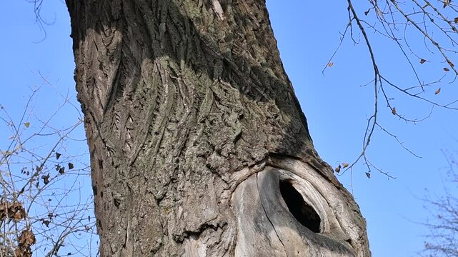 wood texture. wood grain texture. tree bark.