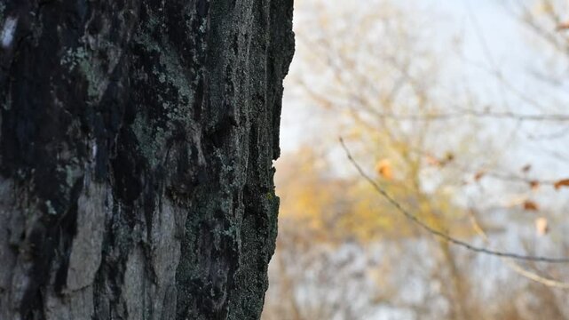 wood texture. wood grain texture. tree bark.