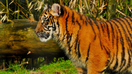 Side view of a small sumatran tiger cub standing alongside a large wooden log with a bamboo backdrop in a Welsh wildlife park where it was born 9 months ago. Full property release for commercial use