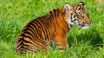 A beautiful young tiger cub roams around the natural habitat of his large   grassy enclosure in a Welsh wildlife park hunting for food and exploring his surroundings. Full property release provided.