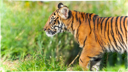 A beautiful young tiger cub roams around the natural habitat of his large   grassy enclosure in a Welsh wildlife park hunting for food and exploring his surroundings. Full property release provided

