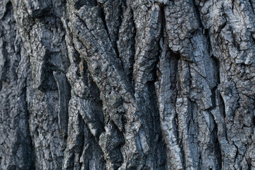 wood texture. wood grain texture. tree bark.