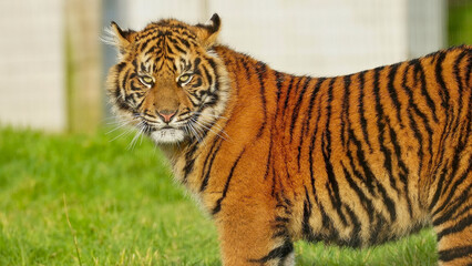 A close up portrait of a tiger cub standing and turning his head to stare directly and intensely into the camera lens at a Welsh wildlife park. Full property release provided for commercial usage.