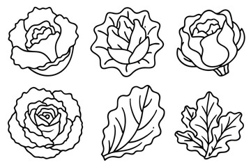 Variety of Lettuce Illustrations Isolated on White