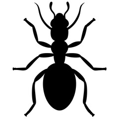 Ant isolated on white background