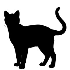 Cat vector icon isolated on white background