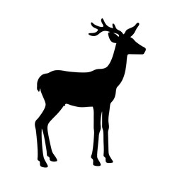 Deer isolated on white background