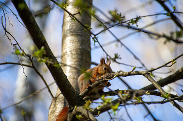 squirrel on a tree