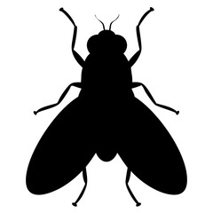 Fly isolated on white background