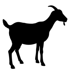 Goat isolated on white background