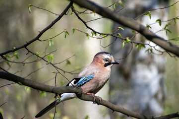 jaybird sitting on a tree branch