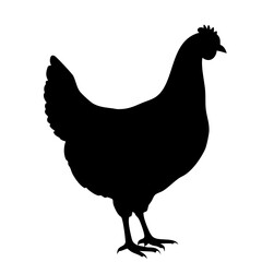 hen chicken isolated on white background