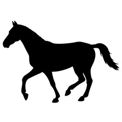 Horse isolated on white background