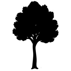 magnolia tree isolated on white background