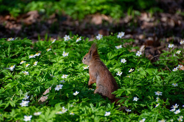 squirrel in an anemone meadow