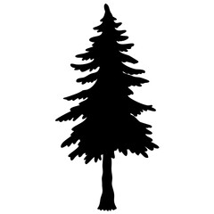 Pine tree isolated on white background