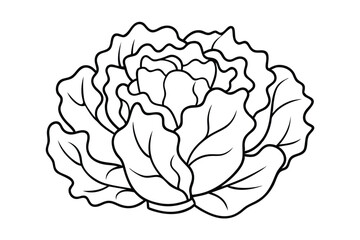 Different Lettuce Leaf Types for Vector Projects