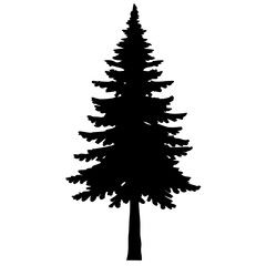 Pine tree isolated on white background