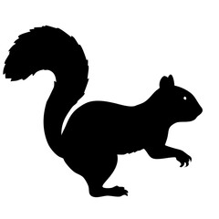 Squirrel isolated on white background