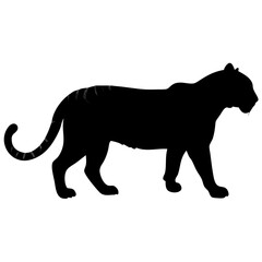 Tiger isolated on white background