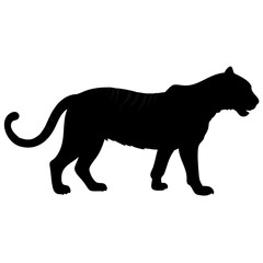 Tiger isolated on white background