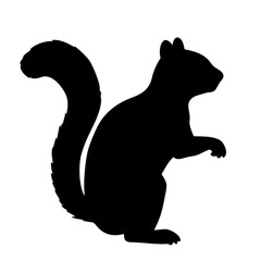 Squirrel isolated on white background