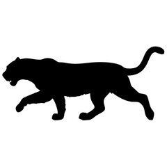 Tiger isolated on white background