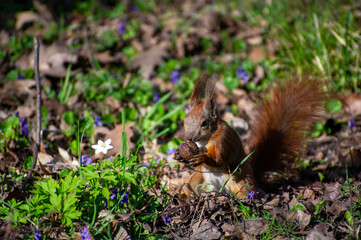 a red squirrel eating nut among flowers in the park