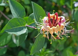 Bright honeysuckle flower caprifol (Lonicera caprifolium L.). Close-up