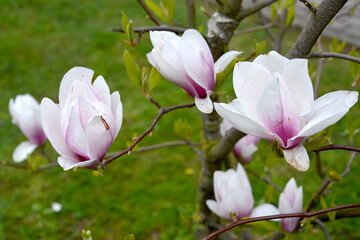 Magnolia hybrid flowers, variety "Eternal Flames." Spring