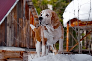 Russia. Kuzbass. A beagle dog walks through the winter taiga. It is a hunting dog from a group of hounds that rich merchants used to hunt forest game.