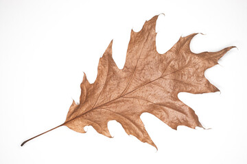 A large, dried oak leaf lies flat on a white background, highlighting its detailed veins and distinctive lobes. The soft brown color emphasizes its age and fragility.