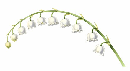 Elegant Lily The Valley Botanical