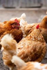 Group of brown hens in farmyard, close-up view, showcasing rural lifestyle and natural farming practices