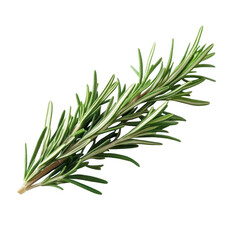 Fresh rosemary sprig for culinary inspiration and herbal benefits