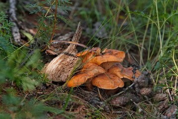 Russia, Eastern Siberia, Buryatia. Edible mushrooms in the Sayan Mountains, overgrown with impenetrable taiga in the height of summer.